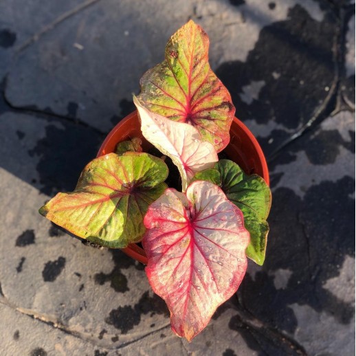 Venda de planta caladium