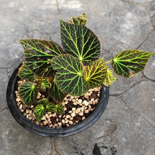 Muda de Caladium Maria Marta