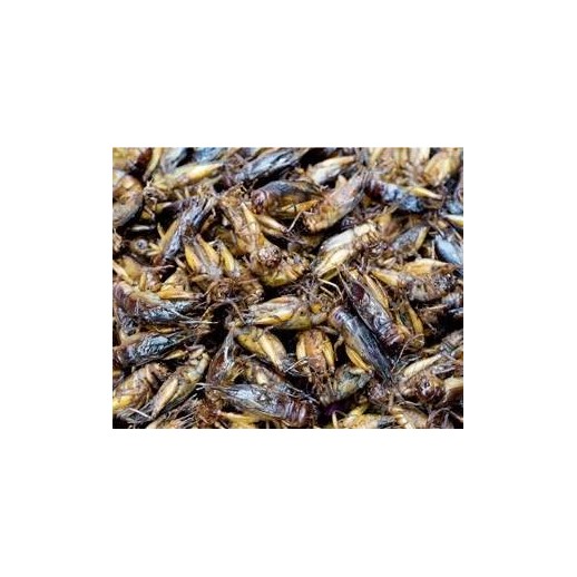 Grilos Pretos