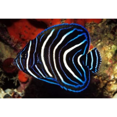 KORAN ANGEL POMACANTHUS SEMICIRCULATUS