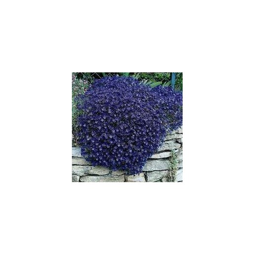 Árvore Jacarandá Azul  - Sementes Raras - Exóticas