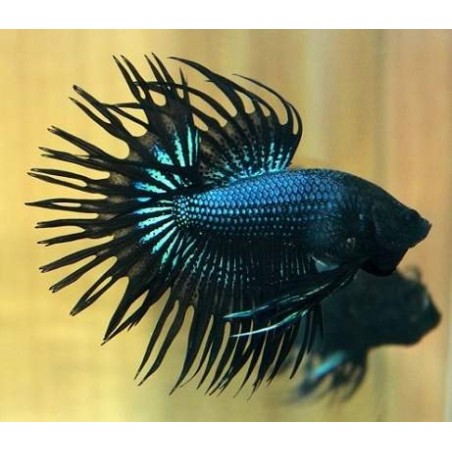 Crowntail Black Orchid - Betta de Linhagem