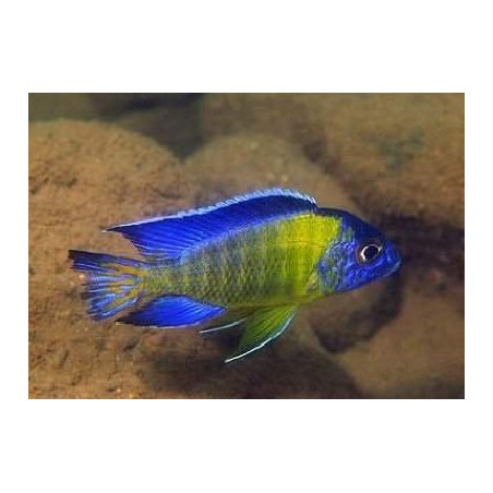 Aulonocara Stuartgrandi Blue Neon