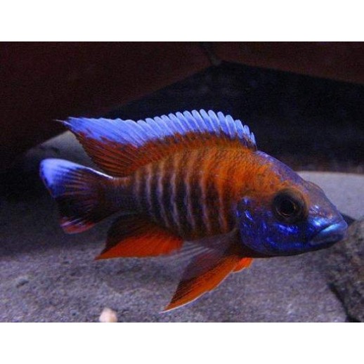 AULONOCARA STUARTGRANTI BLUE NEON 3 cm