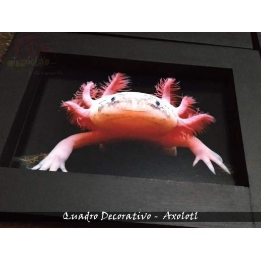 Quadro Herpetofauna