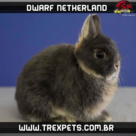 Comprar Mini Coelho Netherland Puro