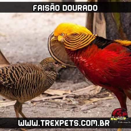 comprar faisão dourado paraná