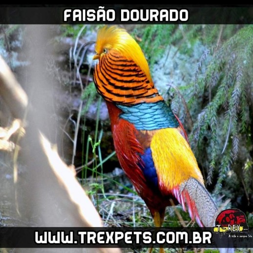 venda de faisão dourado paraná