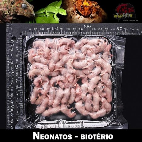 Neonatos camundongo congelado