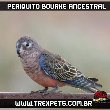 venda de periquito bourke ancestral