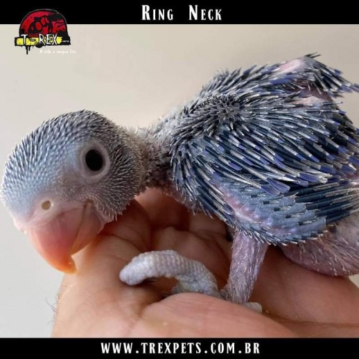 Comprar Ring Neck
