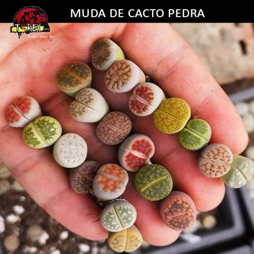 Comprar muda de lithops cacto