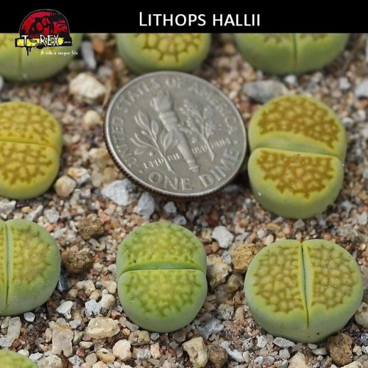 Mudinha de Cacto Pedra Verde