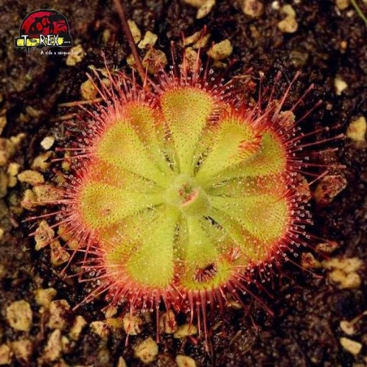 Comprar muda de planta carnivora