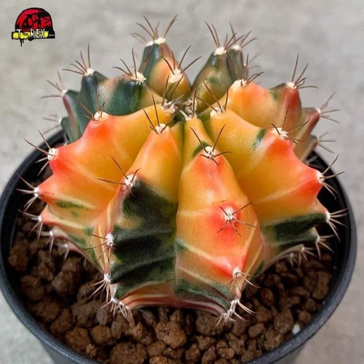 Comprar Cacto amarelo Gymnocalycium