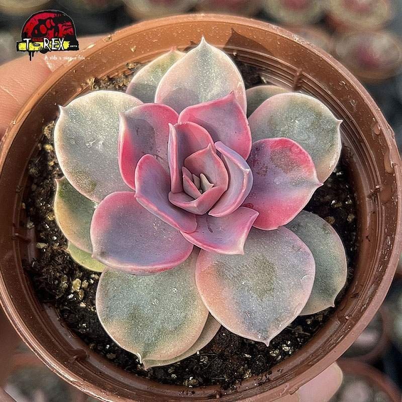 comprar planta carnivora echeveria rainbow