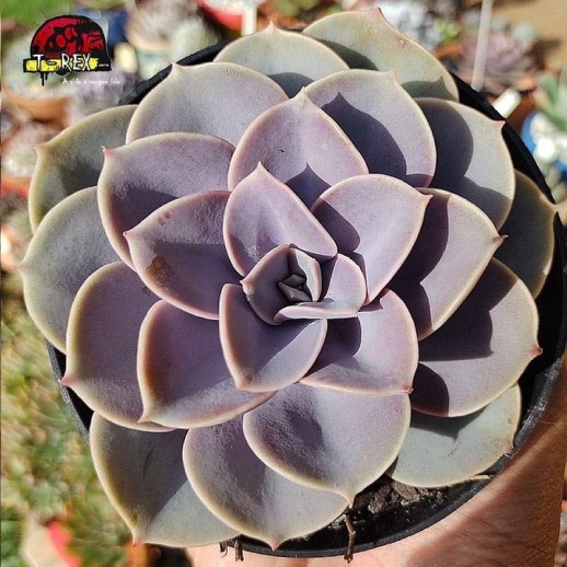 comprar planta suculenta echeveria perle von nurnberg