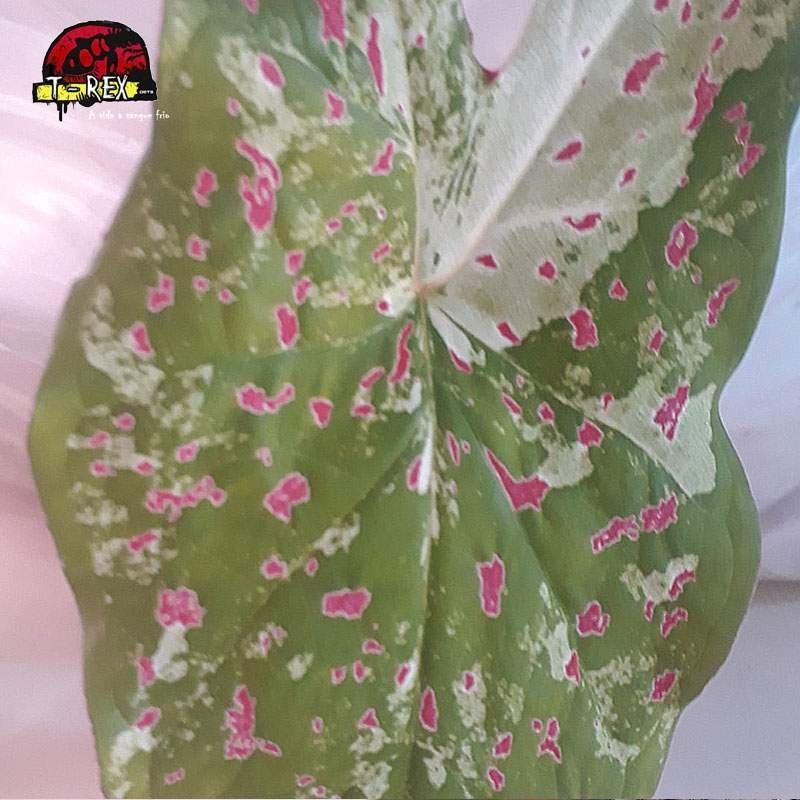 comprar muda de caladium