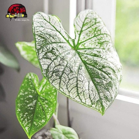 comprar muda de caladium