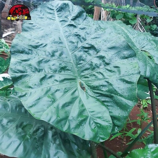 Muda de Planta Alocacia...