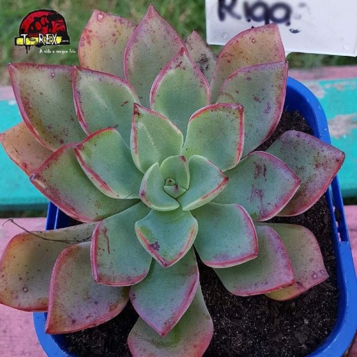 comprar muda de suculenta echeveria riga