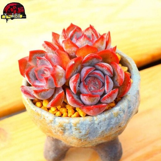 Muda de Planta Suculenta Rara