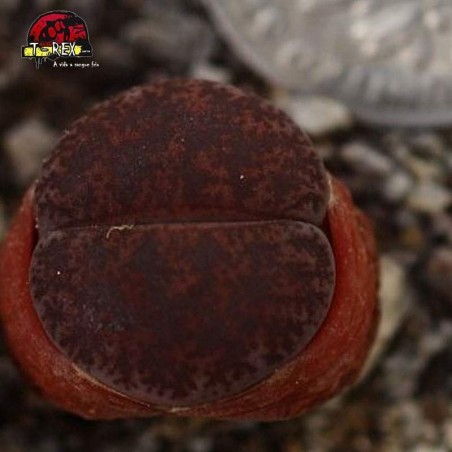 cacto pedra vermelho