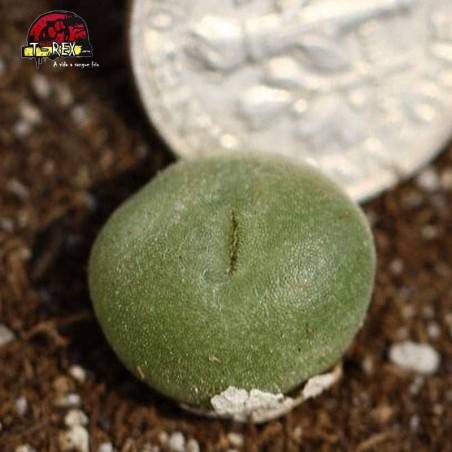como cultivar cacto pedra