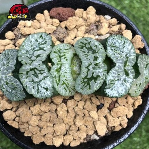 comprar suculenta no brasil rara  Haworthia Truncata