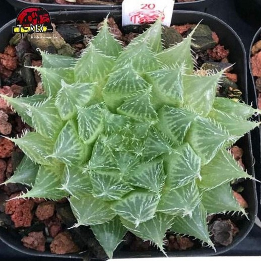 muda de suculenta rara Bolusii tdlod