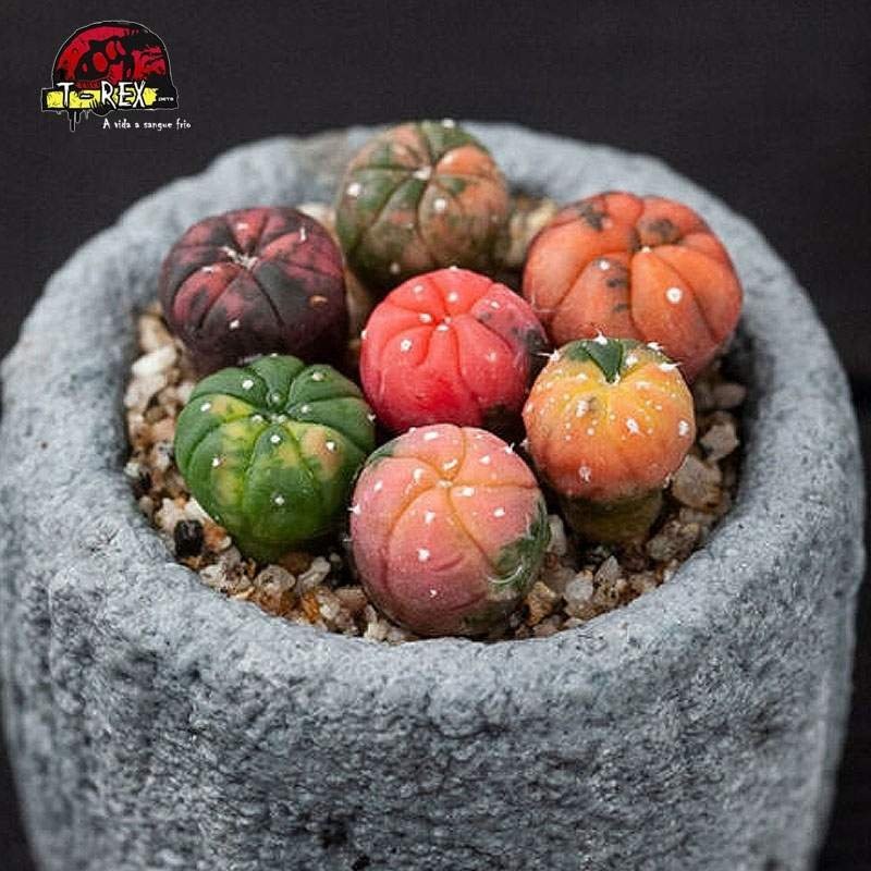 comprar cacto astrophytum