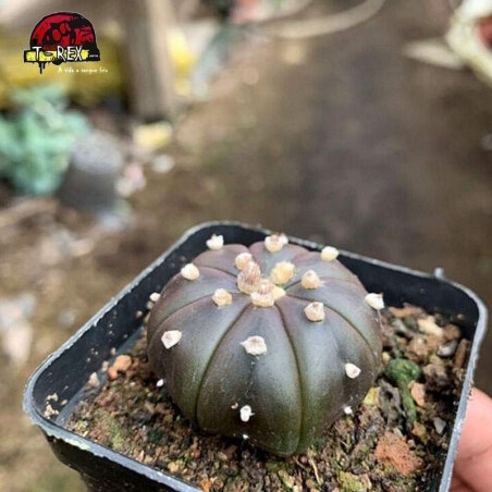 mudas de cacto raro