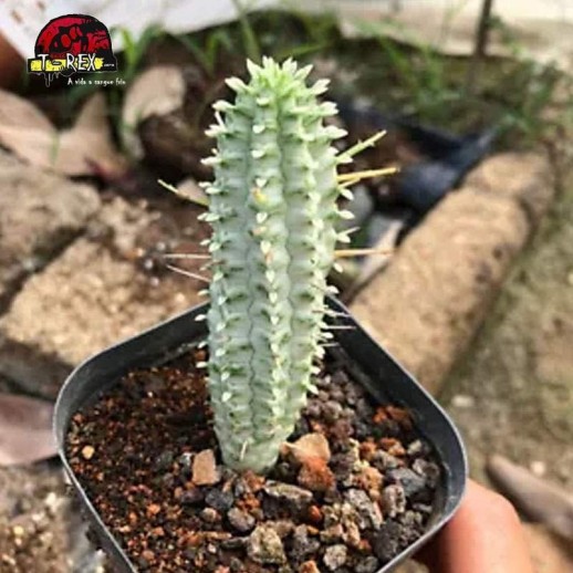 venda de cacto raro