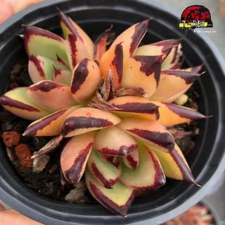comprar muda de suculenta