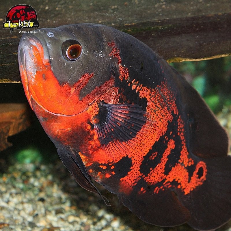 venda de peixe