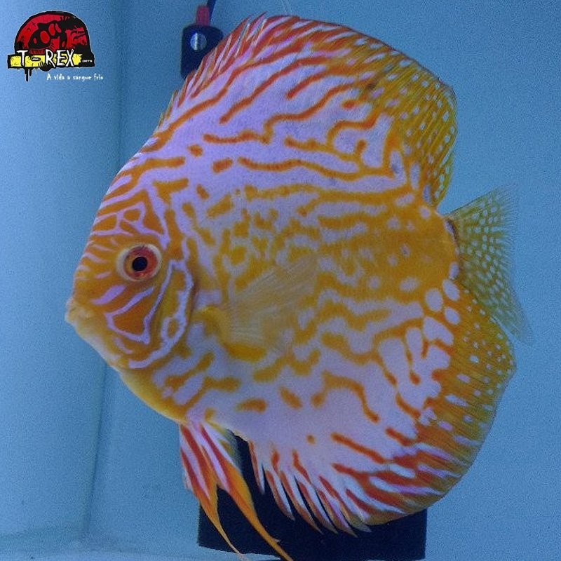 peixe disco amarelo