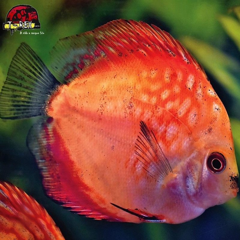 peixe acara disco