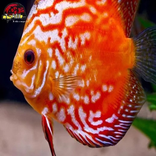 comprar peixes
