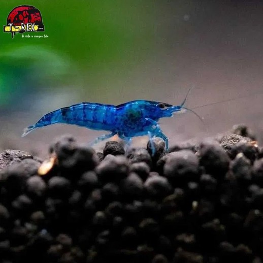 comprar camarao azul blue dream