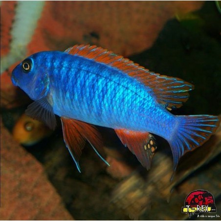 HAPLOCHROMIS FUSCOTAENIATUS