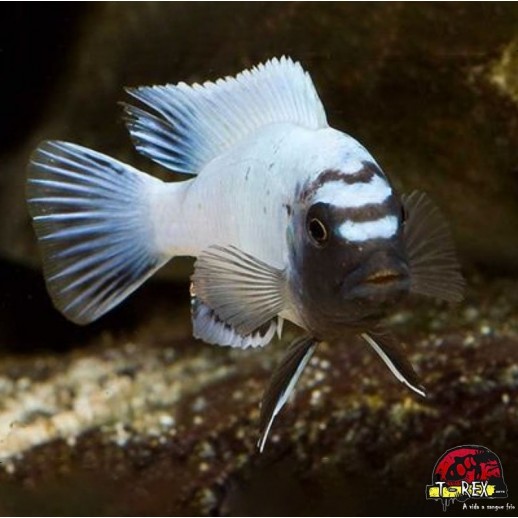 PSEUDOTROPHEUS POLIT
