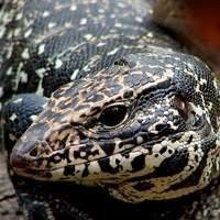 Kit Completo para Lagarto Teiú - Tudo que seu réptil precisa
