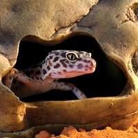 Tocas e Esconderijos para Gecko - Conforto e Proteção para o Seu Réptil