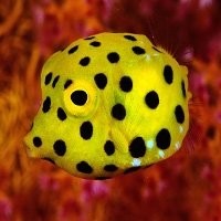Puffers e Boxfishes