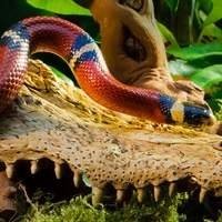 Kit Completo para Cobras - Tudo que sua cobra precisa