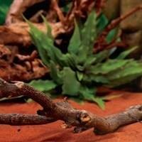 ocas e Esconderijos para Teiús - Ambiente Natural e Saudável