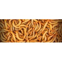 Alimento vivo para saguis - mantenha seu pet saudável com a melhor seleção