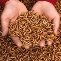 Proporcione uma dieta saudável e natural para seu Hedgehog com nossos alimentos vivos