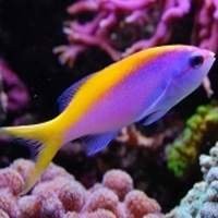 Peixes
