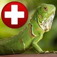 Clínicas Veterinárias Especializadas em Animais Exóticos e Silvestres